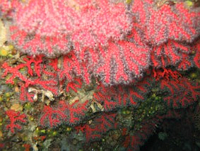 CORALLIUM RUBRUM